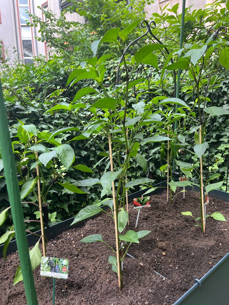 Chili3uebersicht.jpg