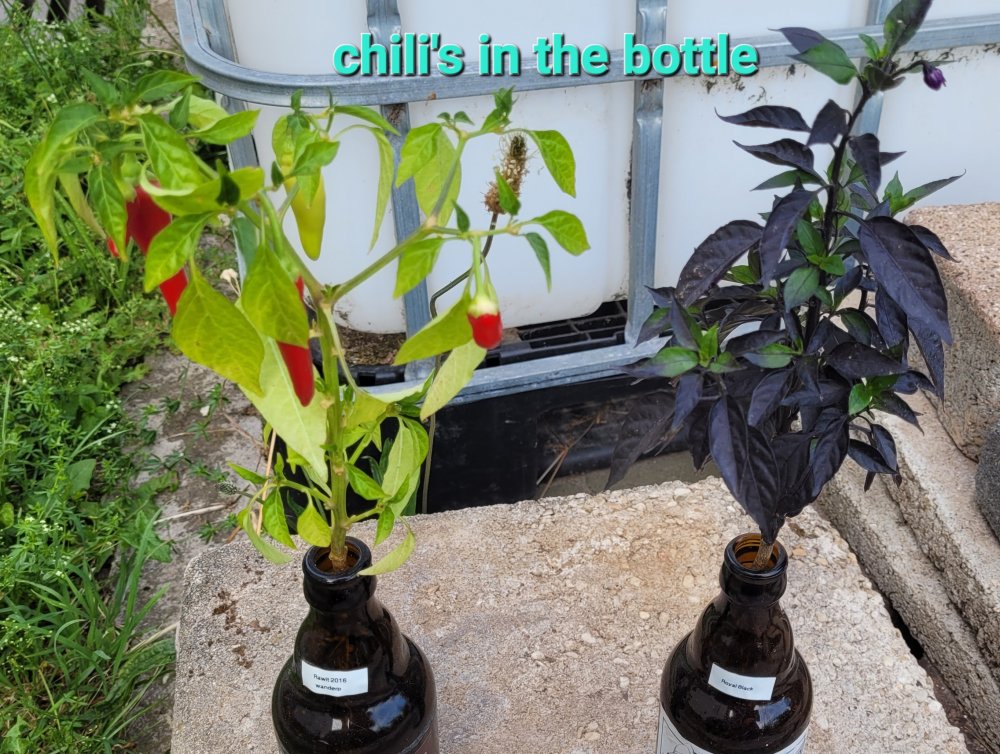 Chilibottle.jpg