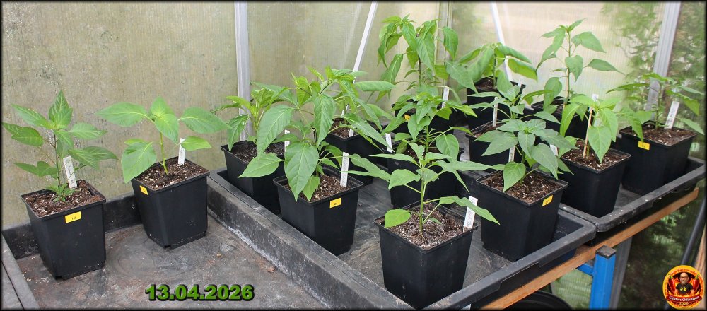 Chilis 13042026_.jpg