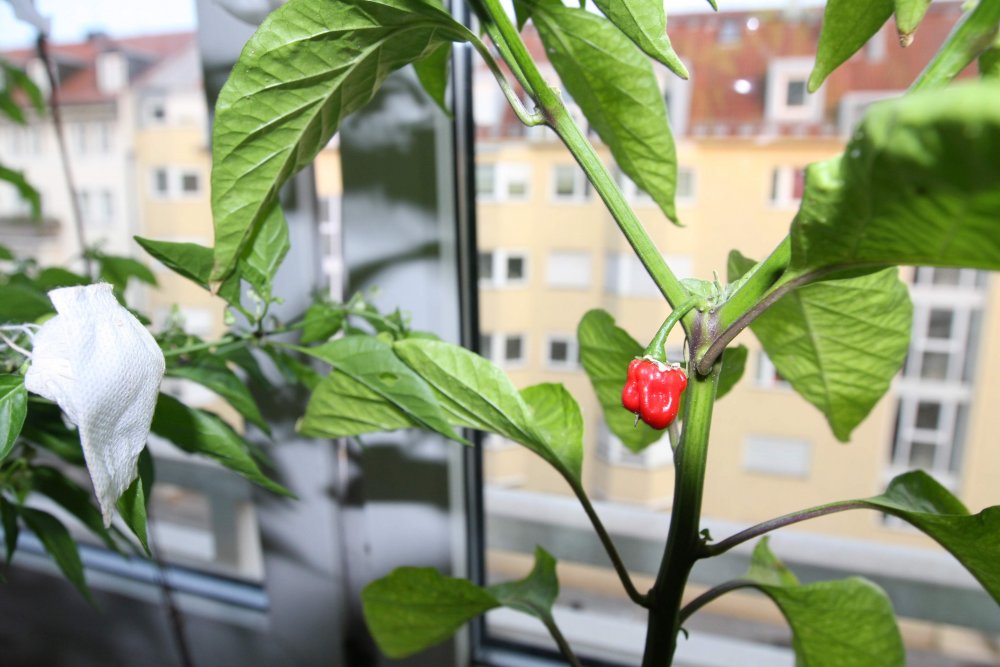 Chocolate Fatalii.jpg