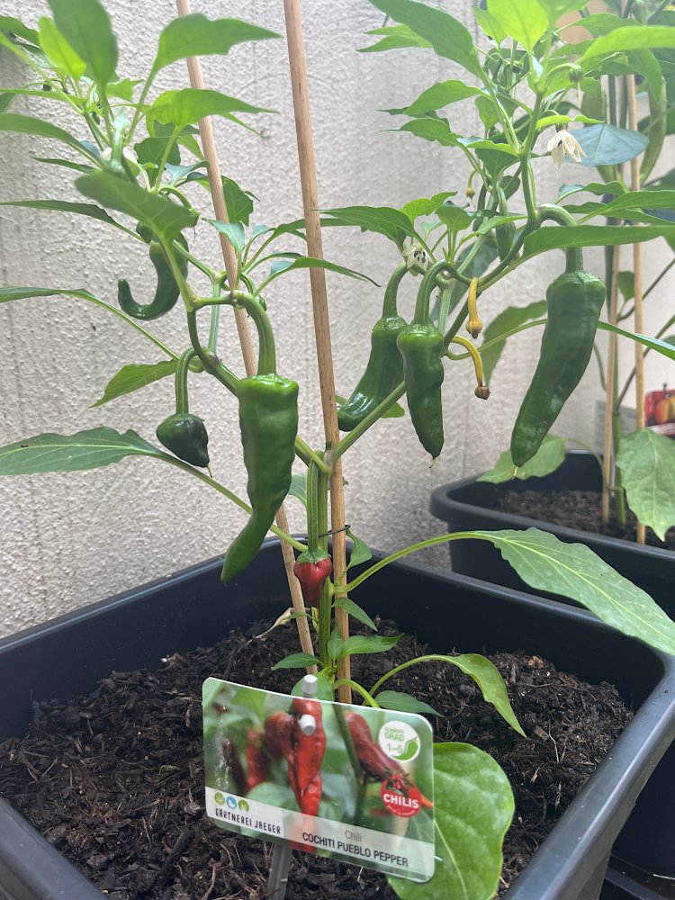 cochitipueblopepper.jpg