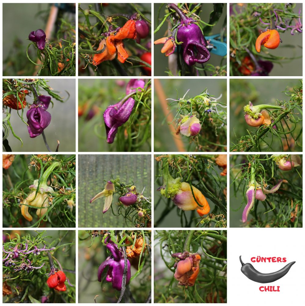 Collage Mutanten.jpg