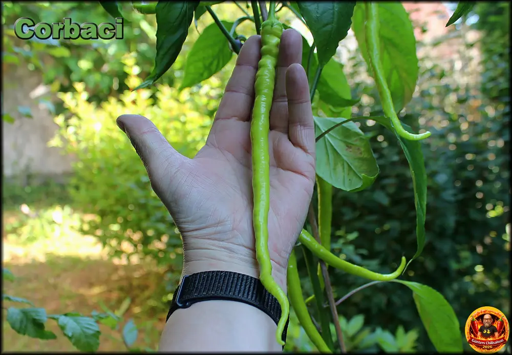 Corbaci 24062026_27cm_.webp