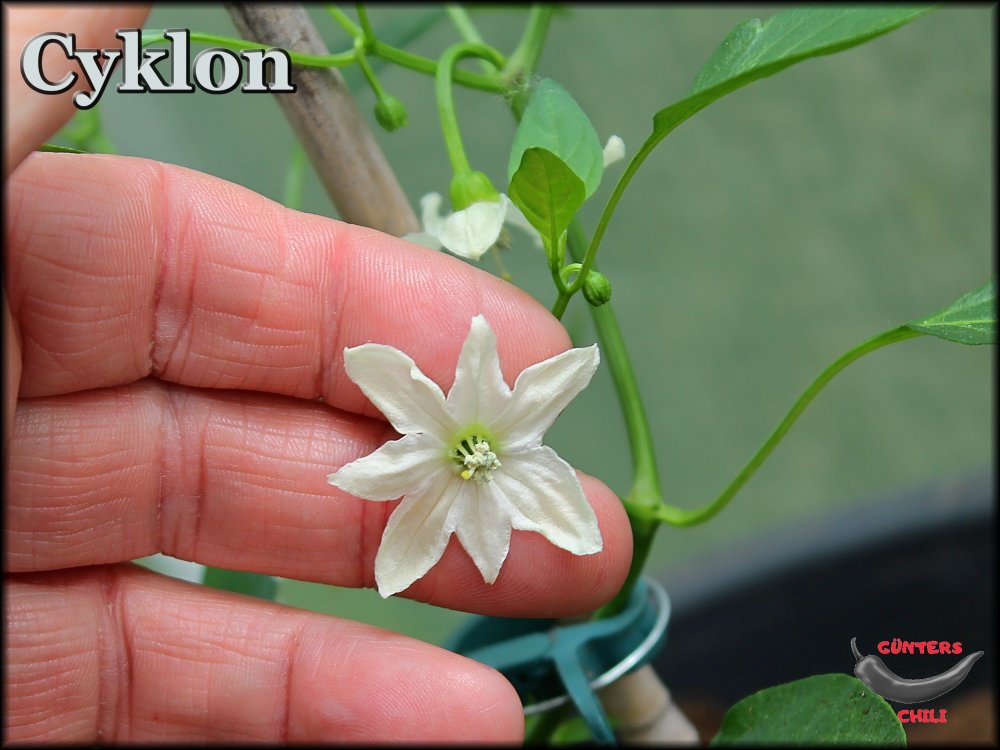 Cyklon 16052024_.jpg