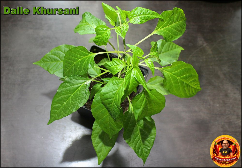 Dalle Khursani 10042026_.jpg