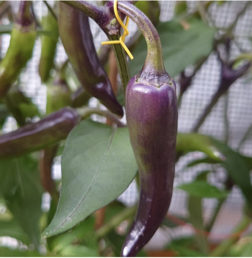 Dark thai Italia.png