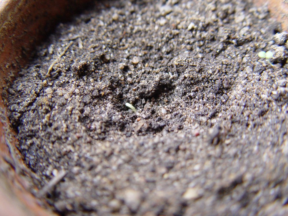 Thema 'Der erste Keim ...'