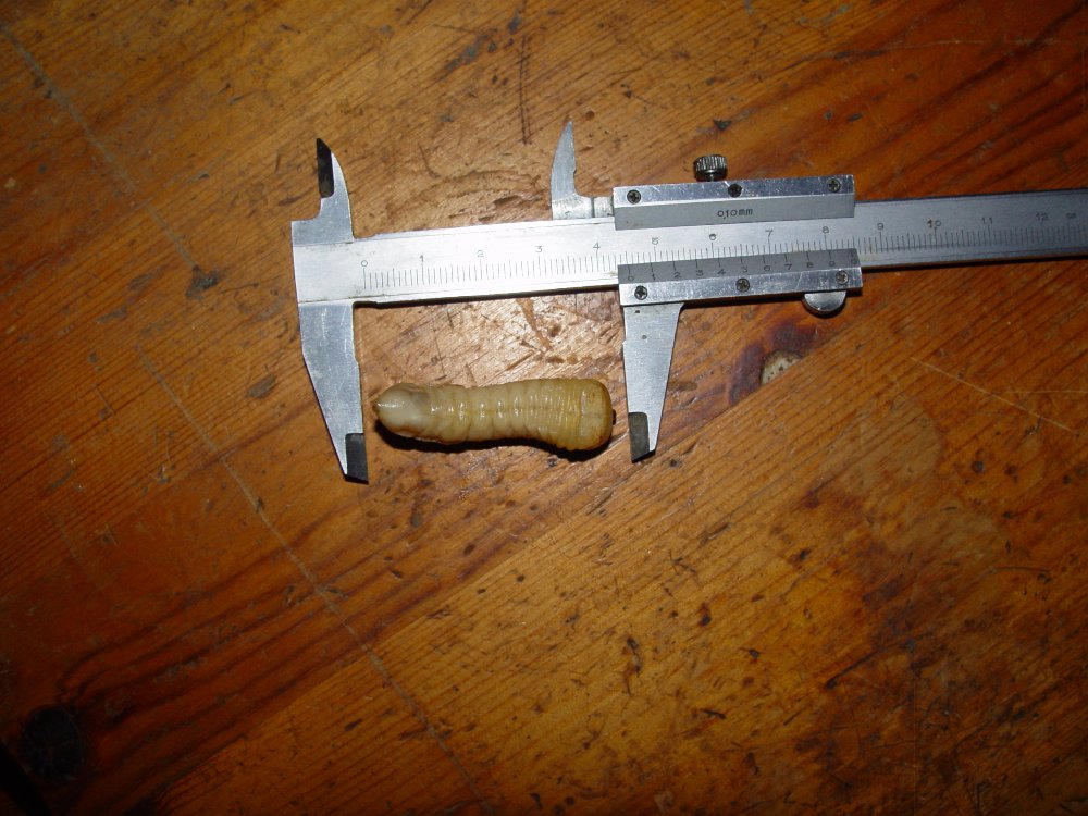 Thema 'Was für ein Tier ist das?'