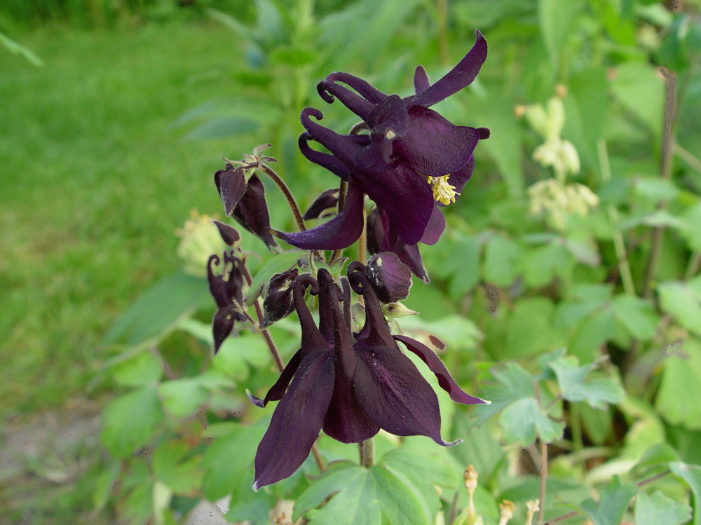 DSC00955a.PNG