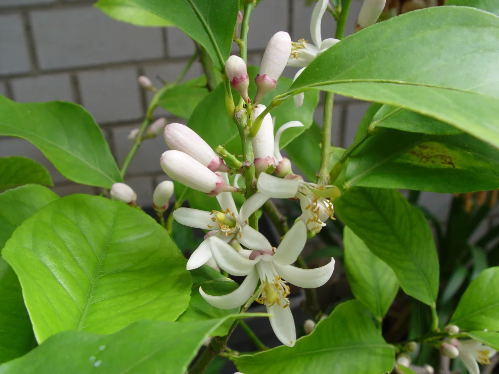 DSC00989.webp