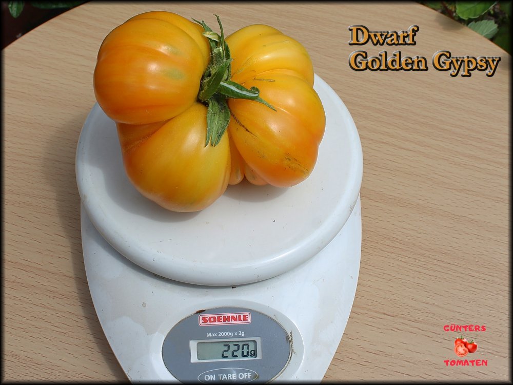 Dwarf Golden Gypsy 13072025_.jpg