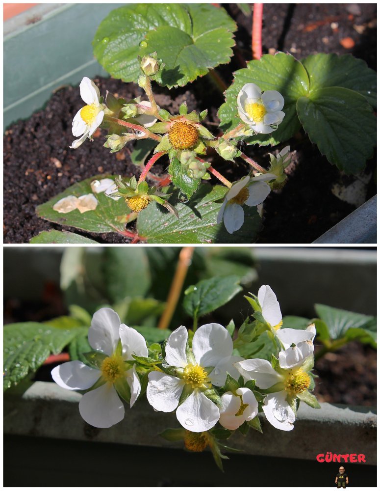 Erdbeeren 28042026.jpg