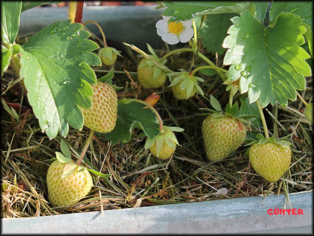 Erdbeeren_27052022_.jpg