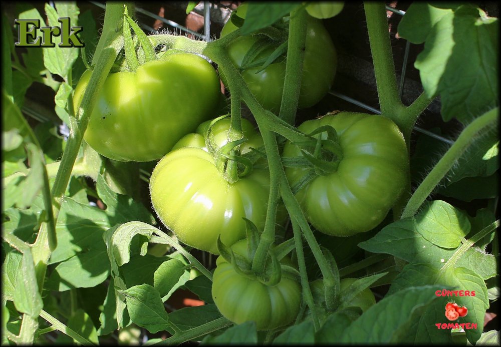 Erk Tomate_.jpg