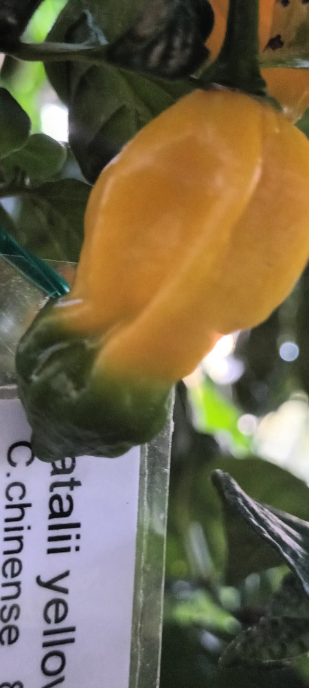 Fatalii abreifen von unten nach oben 0230815_0806.jpg