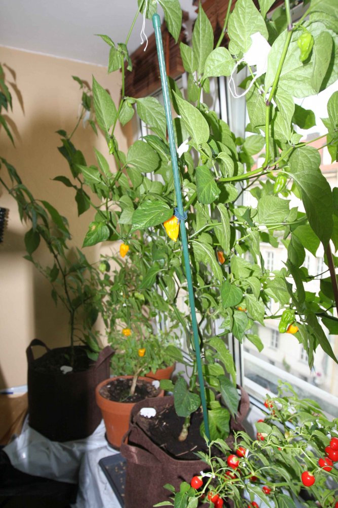 Fatalii.jpg
