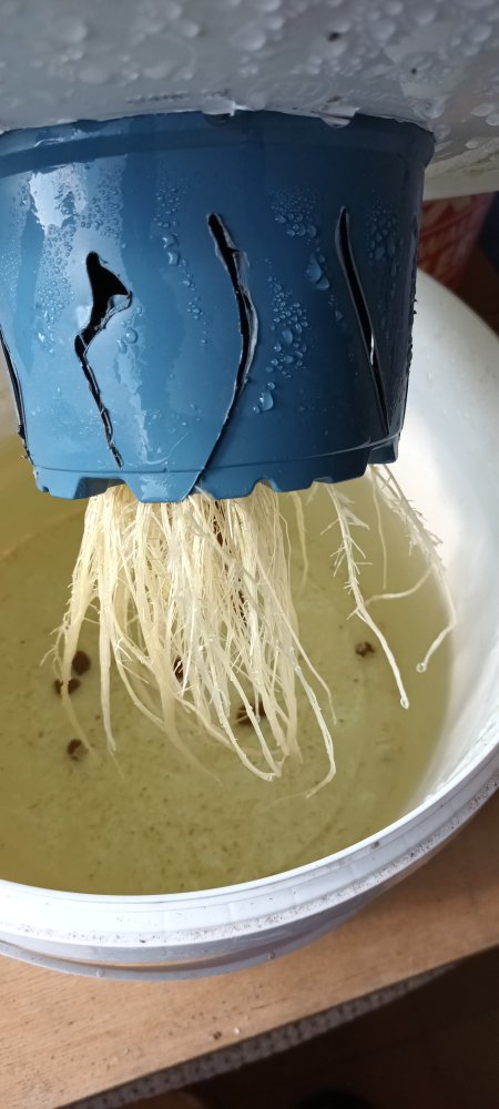 Fatalii Kratky 20230722_082703.jpg