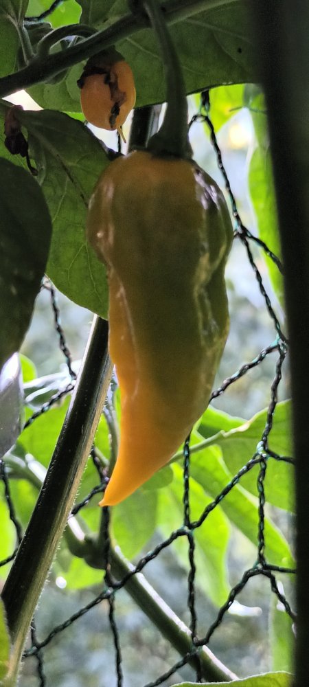 Fatalii reift ab von oben nach unten 230815_082037.jpg