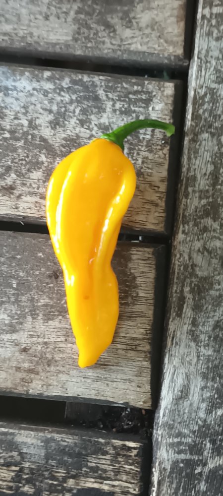 Fatalii yellow 20230815_082102.jpg