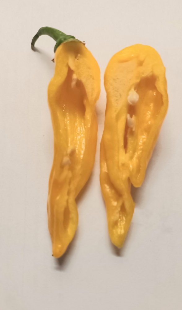 Fatalii yellow 20230815_153846.jpg