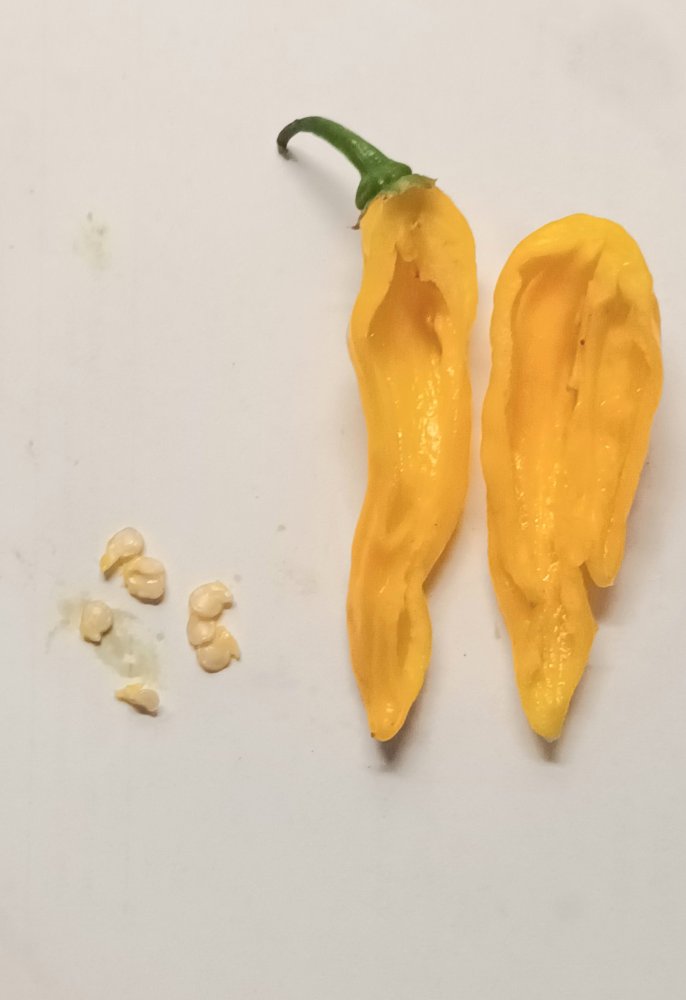 Fatalii yellow 20230815_154222.jpg