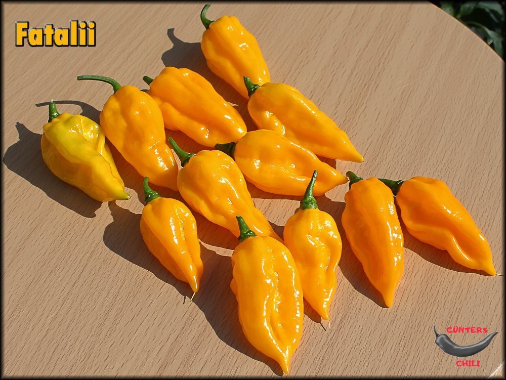 Fatalii_21092024_.jpg