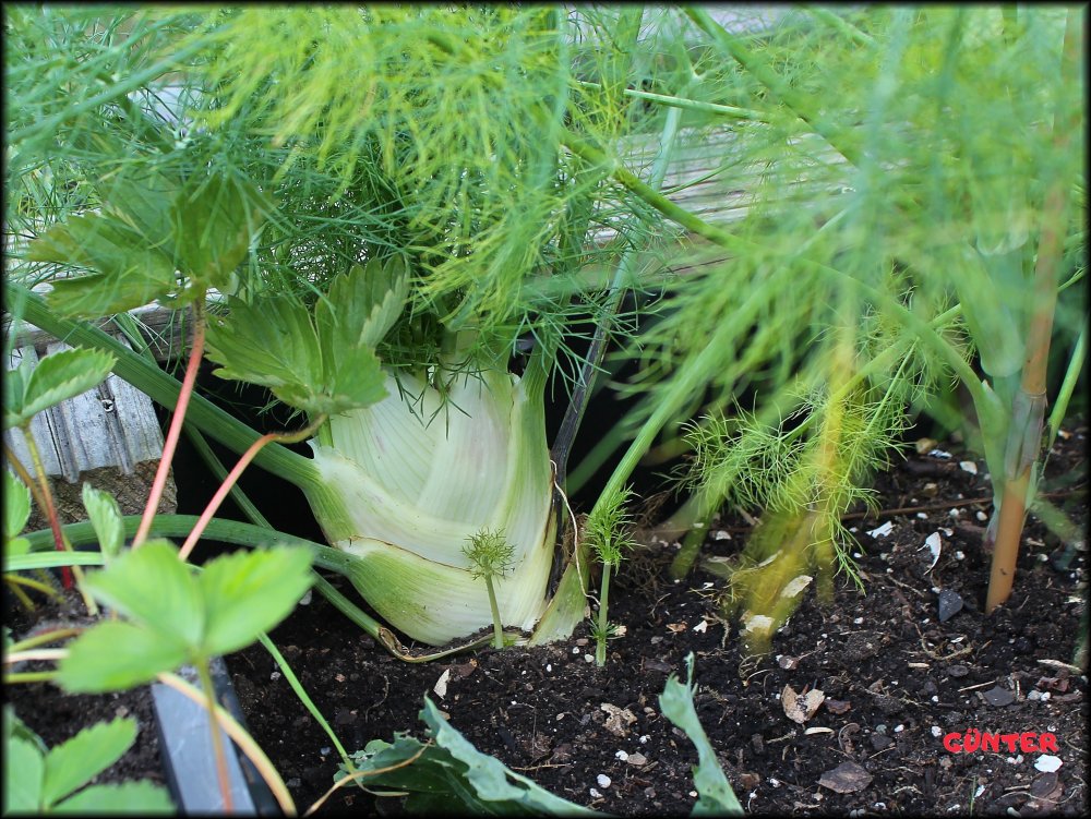 Fenchel 27082023_.jpg