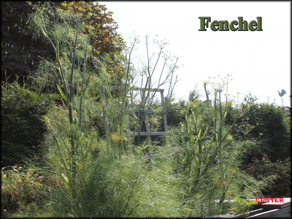 Fenchel_10092023.JPG