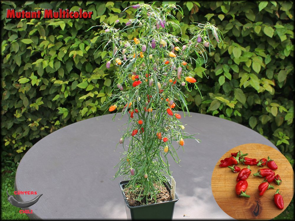 Fertiges Bild Mutant 08082024.jpg