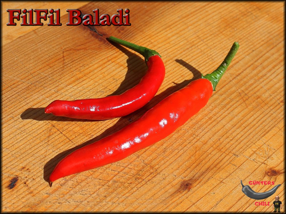 FilFil Baladi_13092025_.jpg