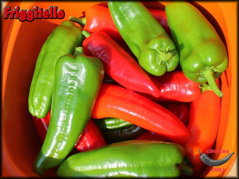 Friggitello 20082024__.jpg