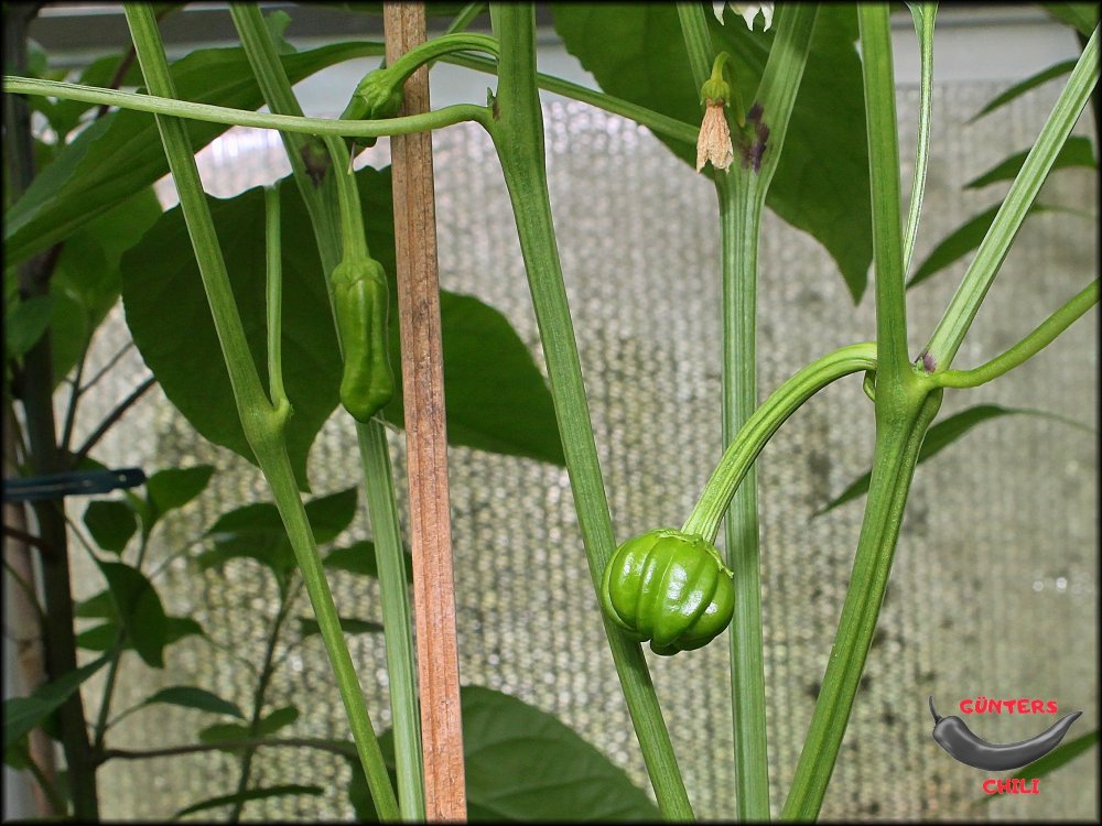 Friggitello 22062024_.jpg