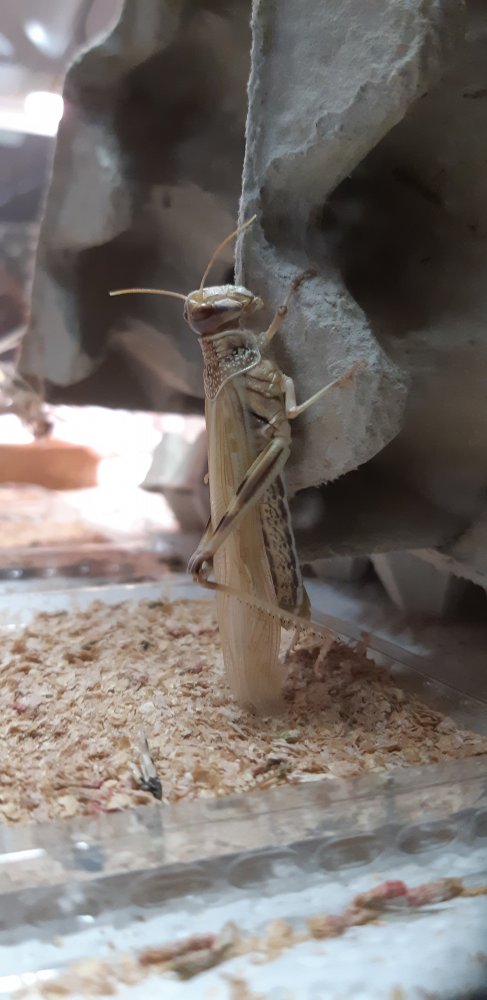 Frisch Gehäutet.jpg