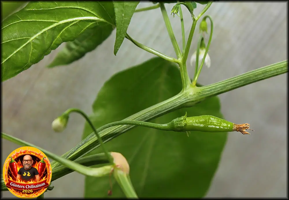 frucht_-webp.webp