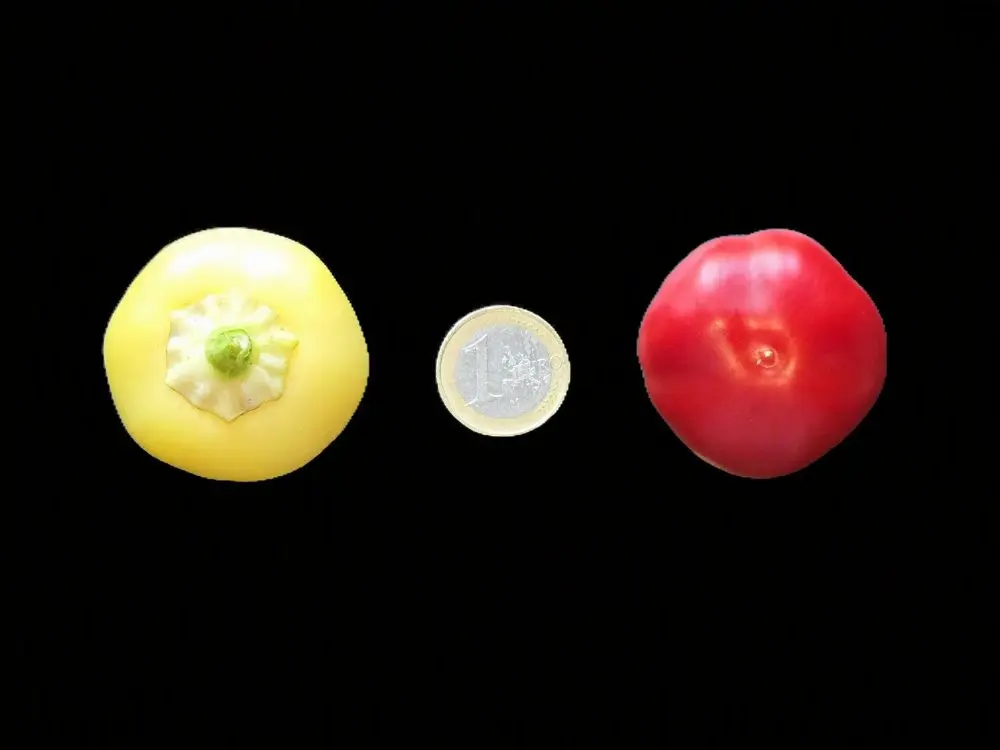 full.webp