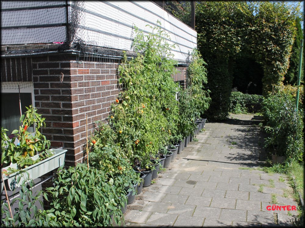 Garten_02.JPG