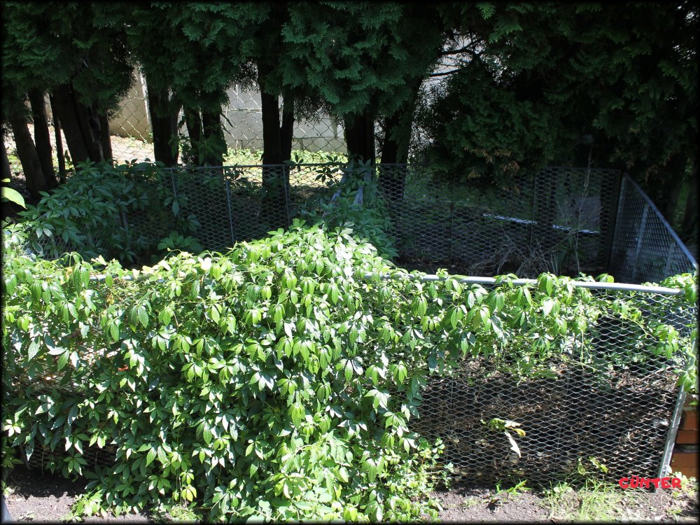 Garten_04.JPG