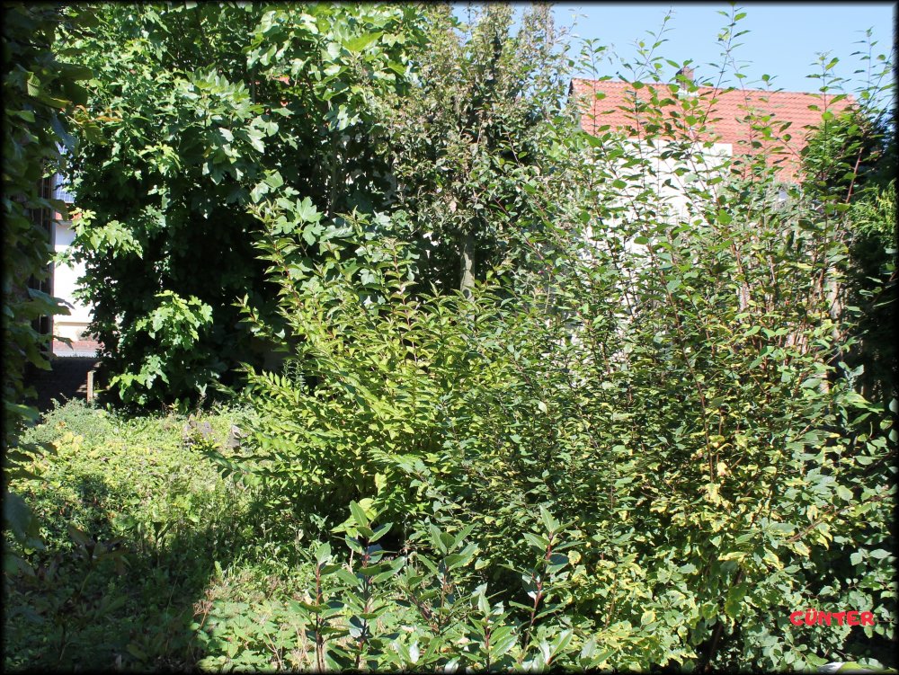 Garten_05.JPG