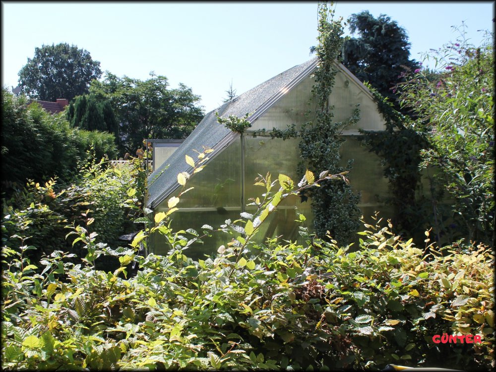 Garten_06.JPG