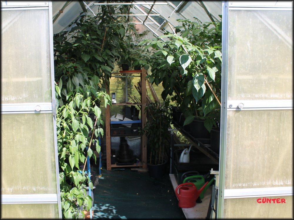 Garten_10.JPG