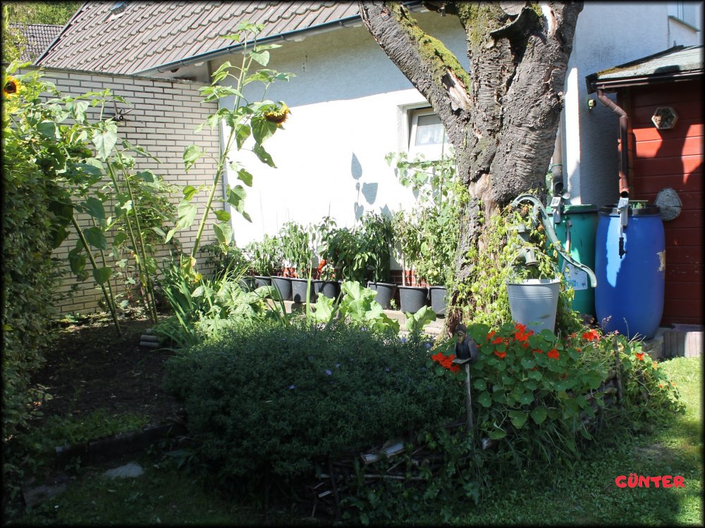 Garten_12.JPG