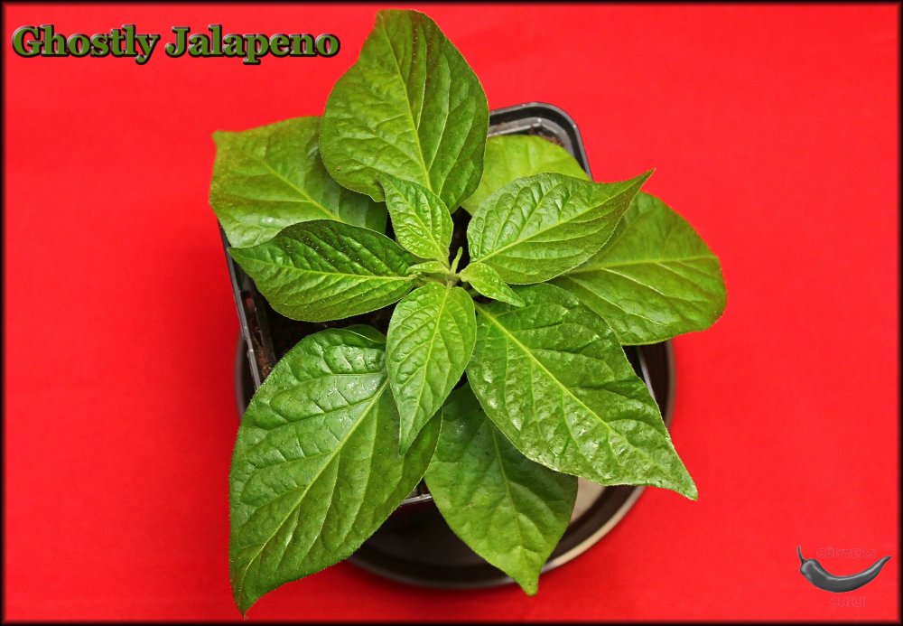 Ghostly Jalapeno_17042024_.jpg