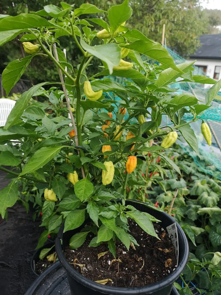 ghostpepper.webp