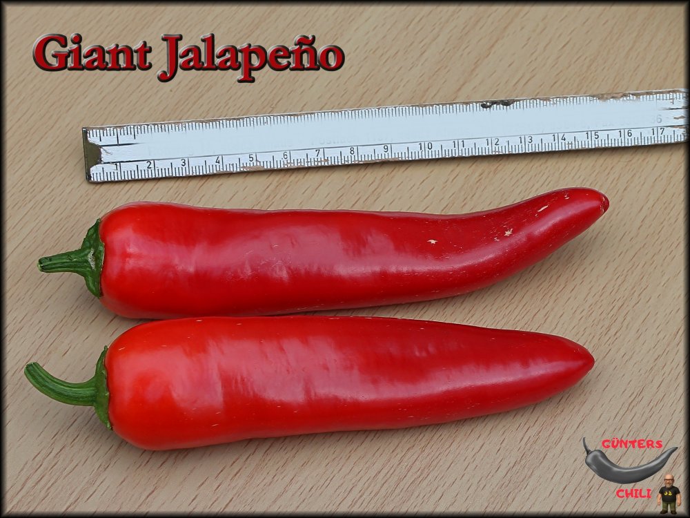 Gigant Jalapeno 06082026_.jpg