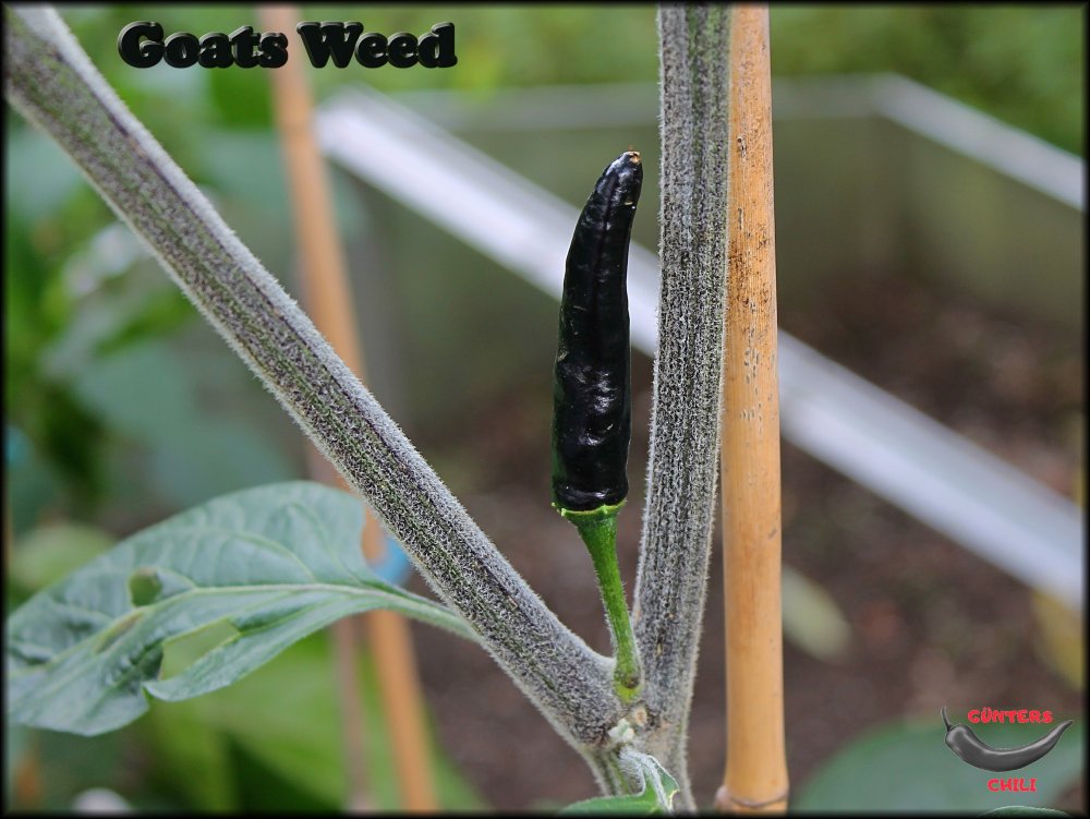 Goats Weed_Frucht_25072022_.jpg