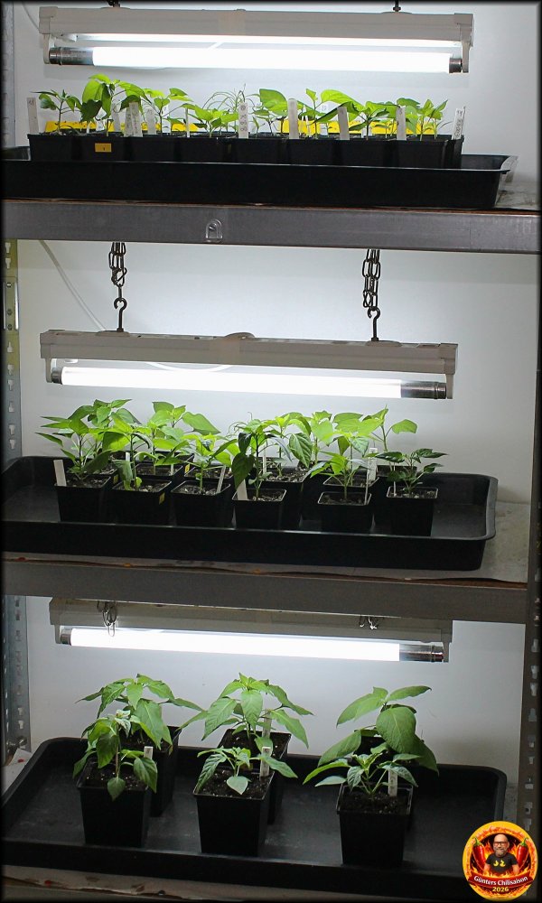 Growschrank 20032026_.jpg