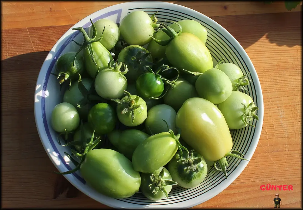 Grüne Tomaten Ernte_ - Kopie.webp