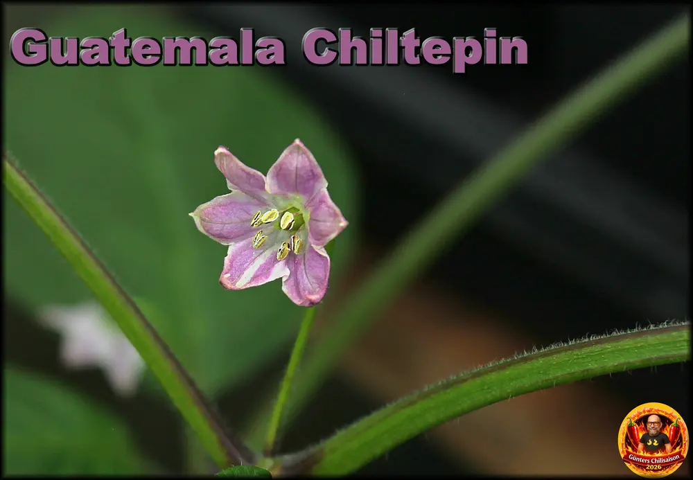 Guatemala Chiltepin 05072026_.webp