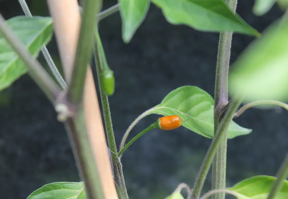 Guatemala Chiltepin Beere 02092026.webp