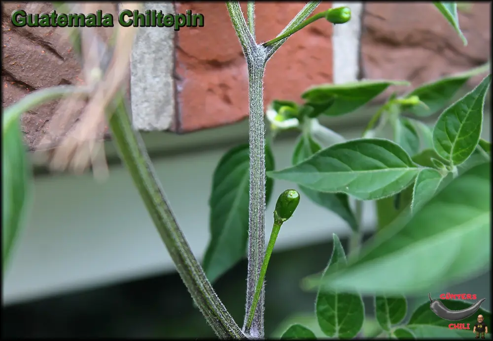 Guatemala Chiltepin Beere_.webp